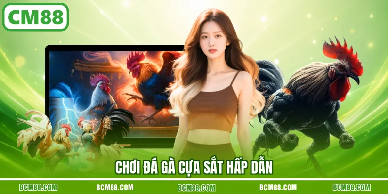 Dịch vụ cung cấp nhiều trận đá gà chuyên nghiệp