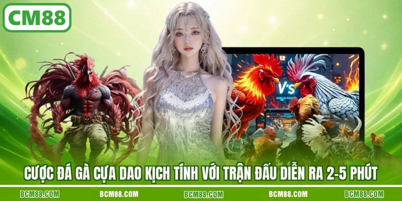 Cược đá gà cựa dao kịch tính với trận đấu diễn ra 2-5 phút