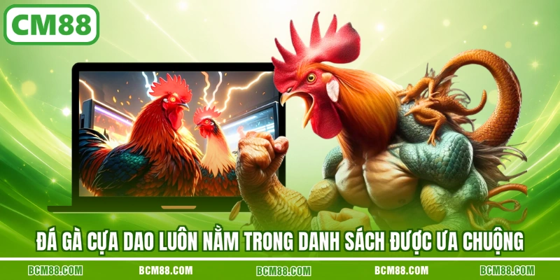 Đá gà cựa dao luôn nằm trong danh sách được ưa chuộng