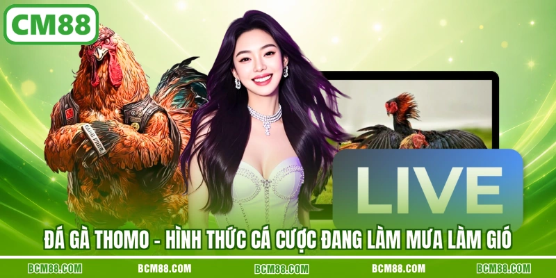 Đá gà Thomo - Hình thức cá cược đang làm mưa làm gió