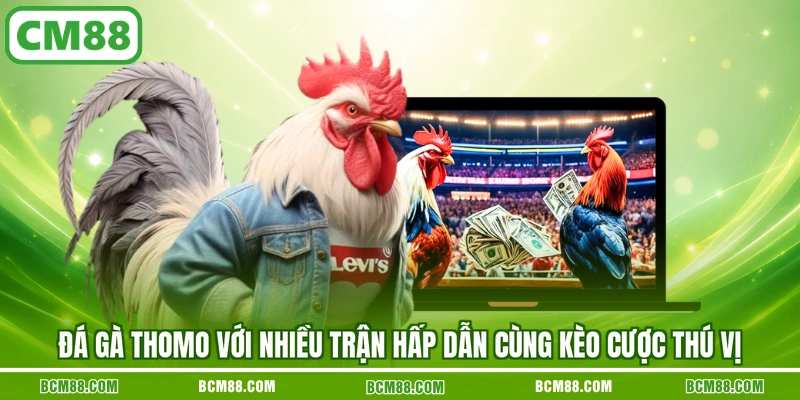 Đá gà Thomo với nhiều trận hấp dẫn cùng kèo cược thú vị