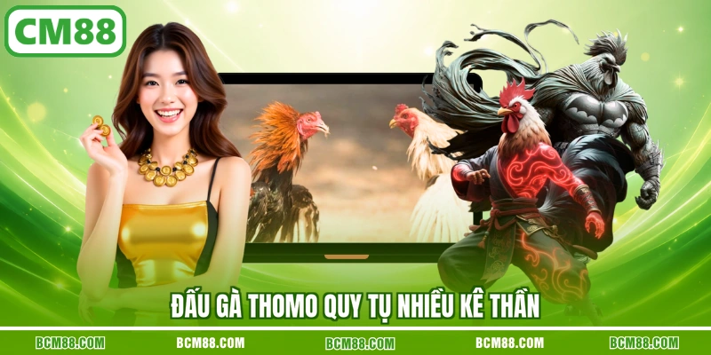 Đấu gà Thomo quy tụ nhiều kê thần