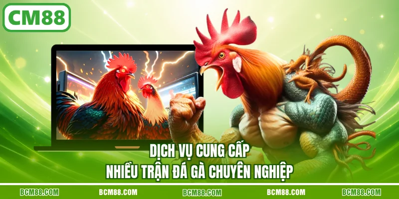 Dịch vụ cung cấp nhiều trận đá gà chuyên nghiệp