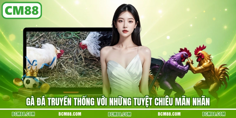 Gà đá truyền thống với những tuyệt chiêu mãn nhãn