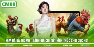 Đá gà thomo